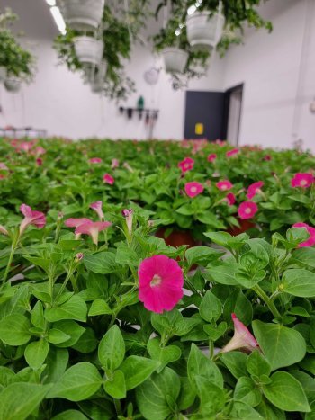 Toiminnan Kukan uudessa kasvihuoneessa tuotetaan enimmäkseen perennoja ja kausikukkia pääosin Alavuden kaupungin viherpalveluiden tarpeisiin.